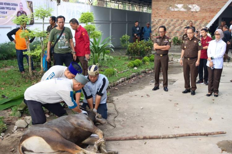 Kejati Riau Laksanakan Penyembelihan Hewan Qurban