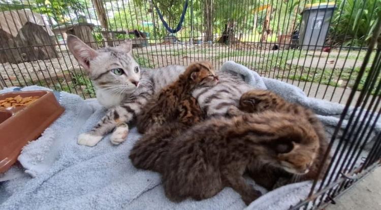 Penyelamatan Dramatis 4 Ekor Anak Kucing Hutan Terjebak Banjir di Kampar