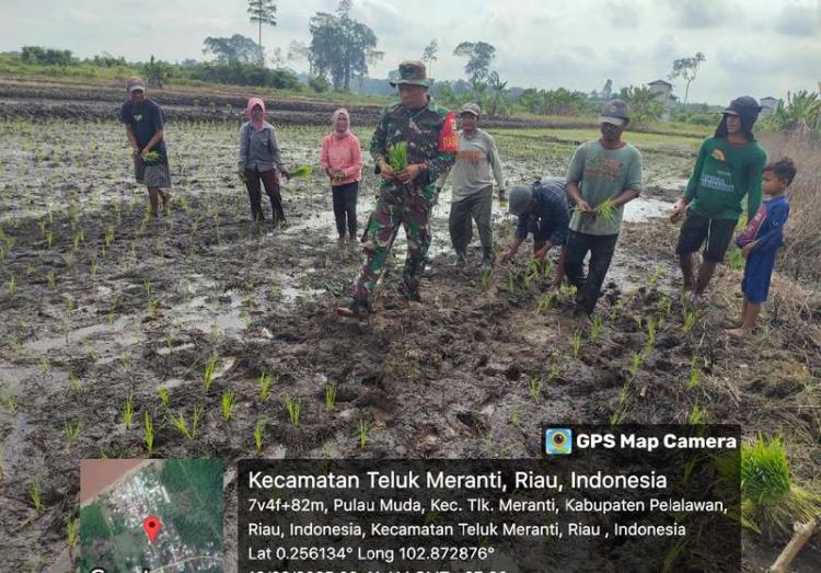 Sukseskan Swasembada Pangan, Babinsa Desa Pulau Muda Bersama Koptan Sei Merawang Menanam Padi
