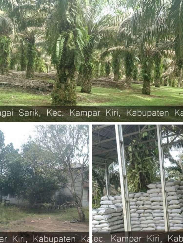 SALAMBA Siapkan Gugatan Legal Standing Perkebunan Sawit di Kampar Kiri ke PN Bangkinang