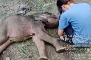 Bayi Gajah Yuni Tutup Usia, Kabar Duka di Hari Gajah Sedunia