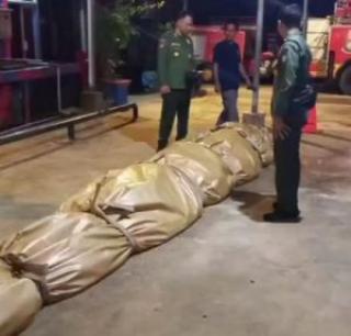 Heboh, Warga Sungai Undan Temukan Bangkai Buaya Jumbo