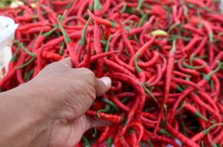 Harga Cabai Merah di Pekanbaru Berangsur Turun