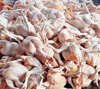 Jelang Imlek dan Ramadan, Permintaan Ayam Potong di Pekanbaru Melejit