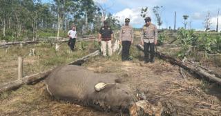Kapolda Riau Cek Lokasi Penemuan Bangkai Anak Gajah di Tesso Nilo