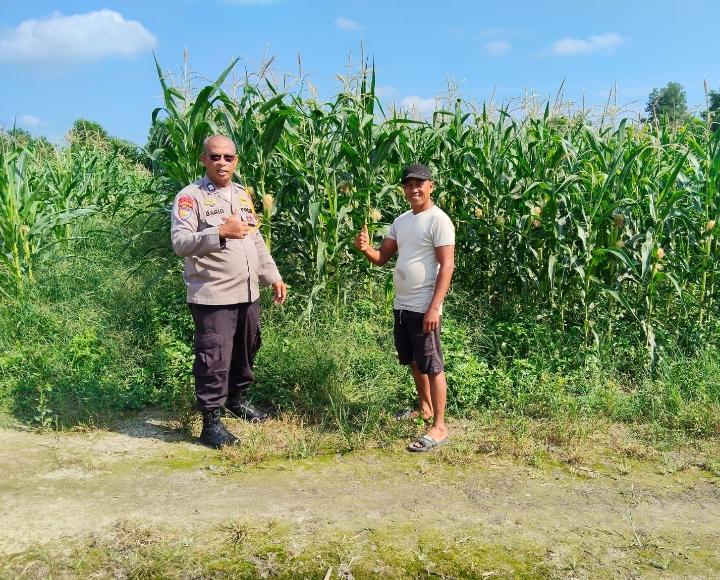 Jajaran Polsek Payung Sekaki Lakukan Peninjauan Jagung Pipil