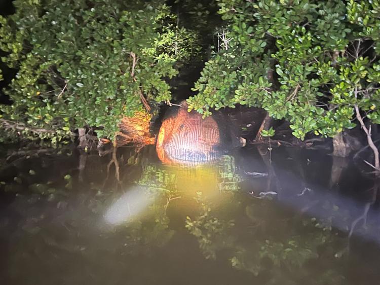 Geger! Bangkai Paus Bobot 4 Ton Ditemukan di Kawasan Magrove Inhil 