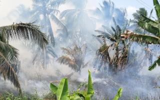 Tim Gabungan Padamkan Kebakaran 2 Hektare Kebun Kelapa di Inhil
